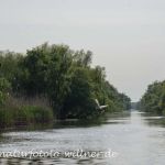 Donaudelta Naturfoto Willner DSC_1165
