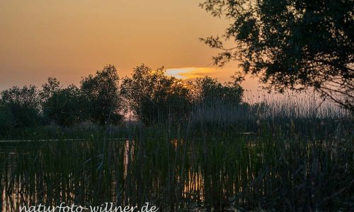 Donaudelta Naturfoto Willner DSC_1357