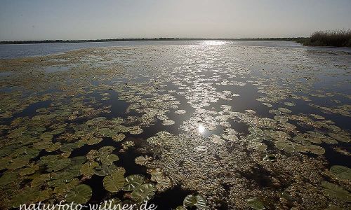 Donaudelta Naturfoto Willner IMG_8729
