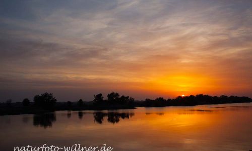 Donaudelta Naturfoto Willner IMG_8896