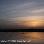 Donaudelta Naturfoto Willner IMG_9037