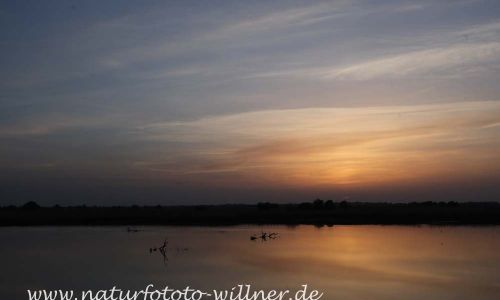 Donaudelta Naturfoto Willner IMG_9037