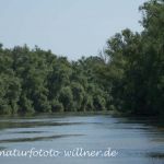 Donaudelta Naturfoto Willner Naturfoto WillnerDSC_0861