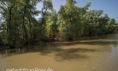 Donaudelta Naturfoto Willner Naturfoto WillnerDSC_0865
