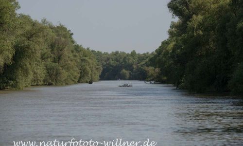 Donaudelta Naturfoto Willner Naturfoto WillnerDSC_0885
