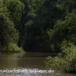 Donaudelta Naturfoto Willner Naturfoto WillnerDSC_0887