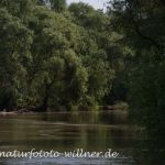 Donaudelta Naturfoto Willner Naturfoto WillnerDSC_0888
