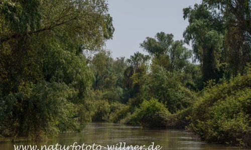 Donaudelta Naturfoto Willner Naturfoto WillnerDSC_0889