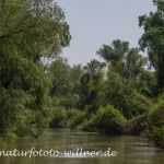 Donaudelta Naturfoto Willner Naturfoto WillnerDSC_0889
