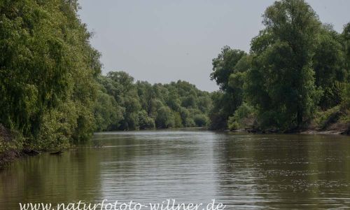 Donaudelta Naturfoto Willner Naturfoto WillnerDSC_0892
