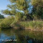 Donaudelta Naturfoto Willner _1004_C0004_000050