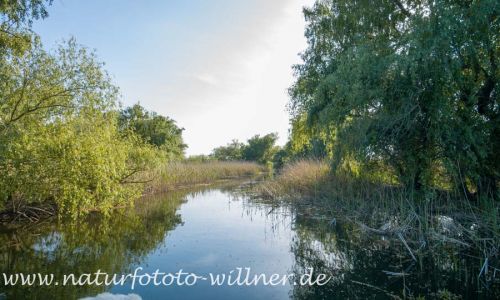 Donaudelta Naturfoto Willner _2017-08-20_1005_C0005_000051