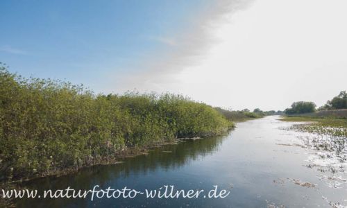 Donaudelta Naturfoto Willner _2017-08-20_1009_C0000_000033