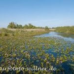 Donaudelta Naturfoto Willner _2017-08-20_1011_C0001_000023