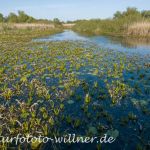 Donaudelta Naturfoto Willner _2017-08-20_1014_C0003_000034