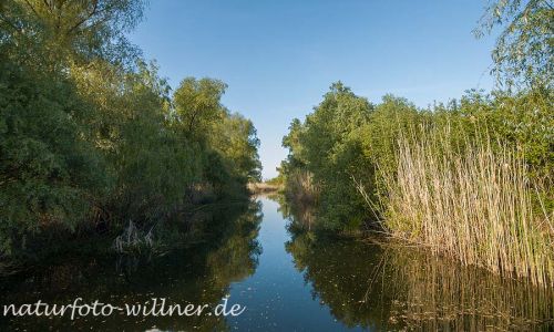 Donaudelta Naturfoto Willner _2017-08-20_1036_C0000_000021