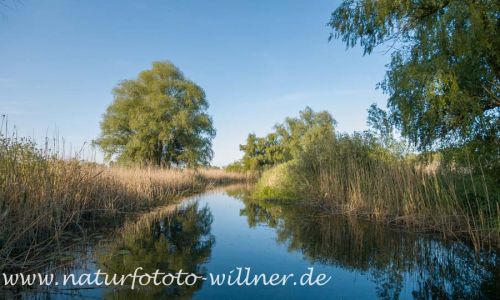 Donaudelta Naturfoto Willner _2017-08-20_1037_C0001_000036