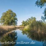 Donaudelta Naturfoto Willner _2017-08-20_1037_C0001_000036