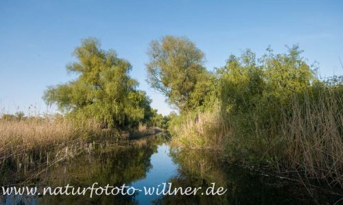 Donaudelta Naturfoto Willner _2017-08-20_1038_C0004_000045