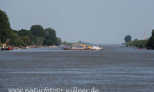 Donaudelta Naturfoto Willner rDSC_1127