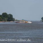 Donaudelta Naturfoto Willner rDSC_1127