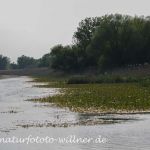 Donaudelta Naturfoto WillnerDSC_1734