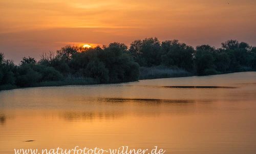Donaudelta Naturfoto WillnerDSC_1771