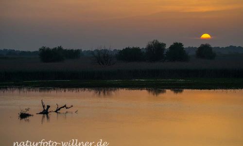 Donaudelta Naturfoto WillnerDSC_2052