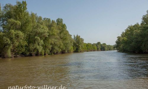 Donaudelta Naturfoto WillnerIMG_8665