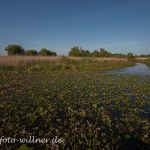 Donaudelta Naturfoto WillnerIMG_8872