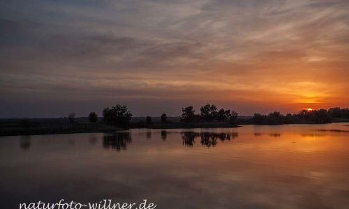 Donaudelta Naturfoto WillnerIMG_8897