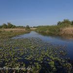 Donaudelta Naturfoto WillnerP5050032
