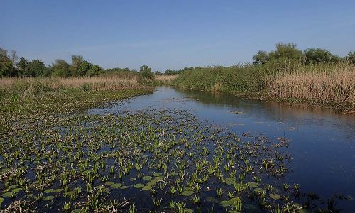 Donaudelta Naturfoto WillnerP5050032
