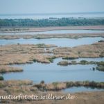 Donaudelta Rumänien Foto W. WillnerDSC_9917
