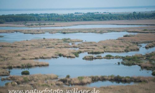 Donaudelta Rumänien Foto W. WillnerDSC_9917