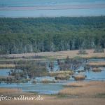 Donaudelta Rumänien Foto W. WillnerDSC_9918