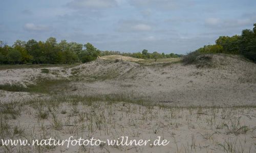Donaudelta Sanddünen Naturfoto Willner1_2017-08-21_0337_C0001_000023
