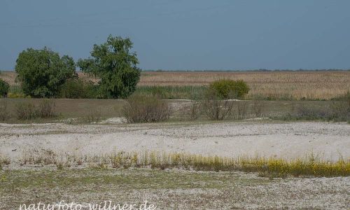 Donaudelta Sanddünen Naturfoto WillnerDSC_1646
