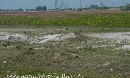 Donaudelta Sanddünen Naturfoto WillnerDSC_1650
