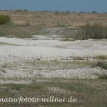 Donaudelta Sanddünen Naturfoto WillnerDSC_1651