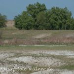 Donaudelta Sanddünen Naturfoto WillnerDSC_1652