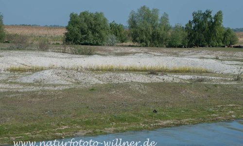 Donaudelta Sanddünen Naturfoto WillnerDSC_1658