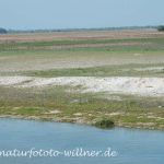 Donaudelta Sanddünen Naturfoto WillnerDSC_1666