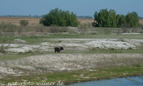 Donaudelta Sanddünen Naturfoto WillnerDSC_1668