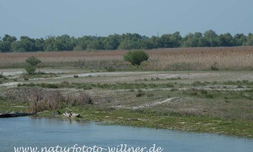 Donaudelta Sanddünen Naturfoto WillnerDSC_1675