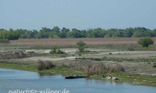 Donaudelta Sanddünen Naturfoto WillnerDSC_1676