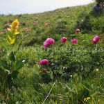 Echte Pfingstrose Paeonia officinalis Monte Baldo Foto W. Willner 145