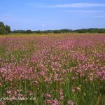 Feuchtwiese mit Kuckuckslichtnelke Foto W. Willner 976