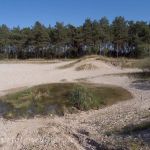 Fröttmanninger Heide Foto W. Willner 21#
