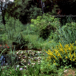 Gartenteich 10 Foto W. Willner